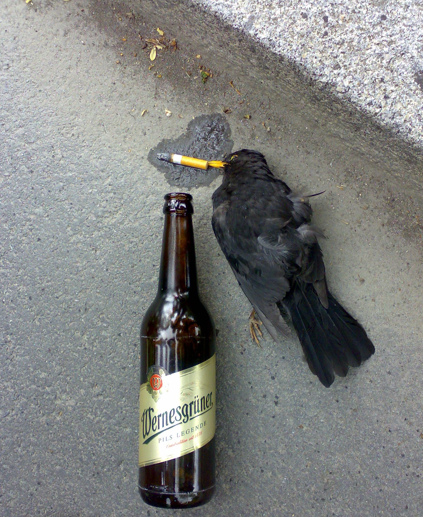 Amsel2.jpg
